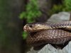 Cobra