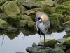 Kroonkraanvogel