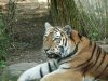 Siberische Tijger