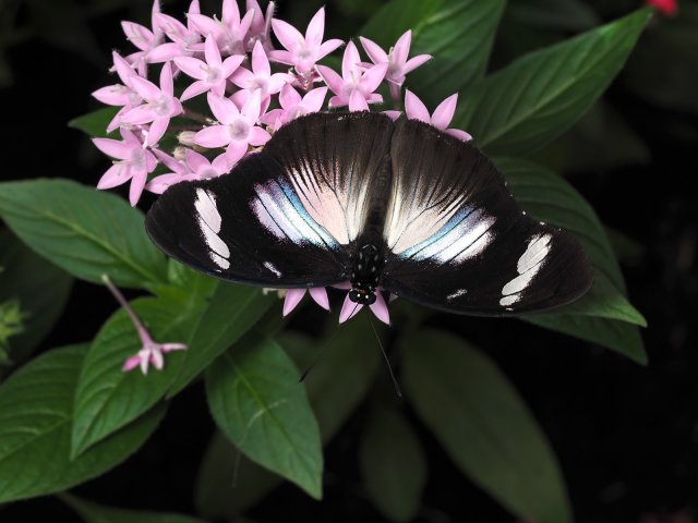 Tropische Vlinders