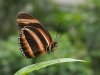 Banded Orange Longwing -Dryadula Phaetusa 