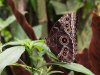 Blue Morpho - Morpho Peleides