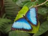 Blue Morpho - Morpho Peleides