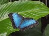 Blue Morpho - Morpho Peleides
