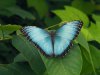 Blue Morpho - Morpho Peleides