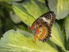 Malay Lacewing - Cethosia Hypsea