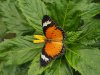 Malay Lacewing - Cethosia Hypsea