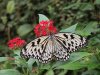 Paper Kite - Idea Leuconoe