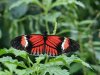Postman Butterfly - Heliconius Melpomene