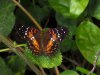 Scarlet Peacock Butterfly - Anartia Amathea