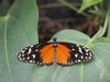 Tiger Longwing - Heliconius Hecale