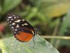 Tiger Longwing - Heliconius Hecale