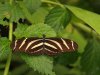 Zebra Longwing - Heliconius Charitonius