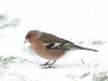Vink